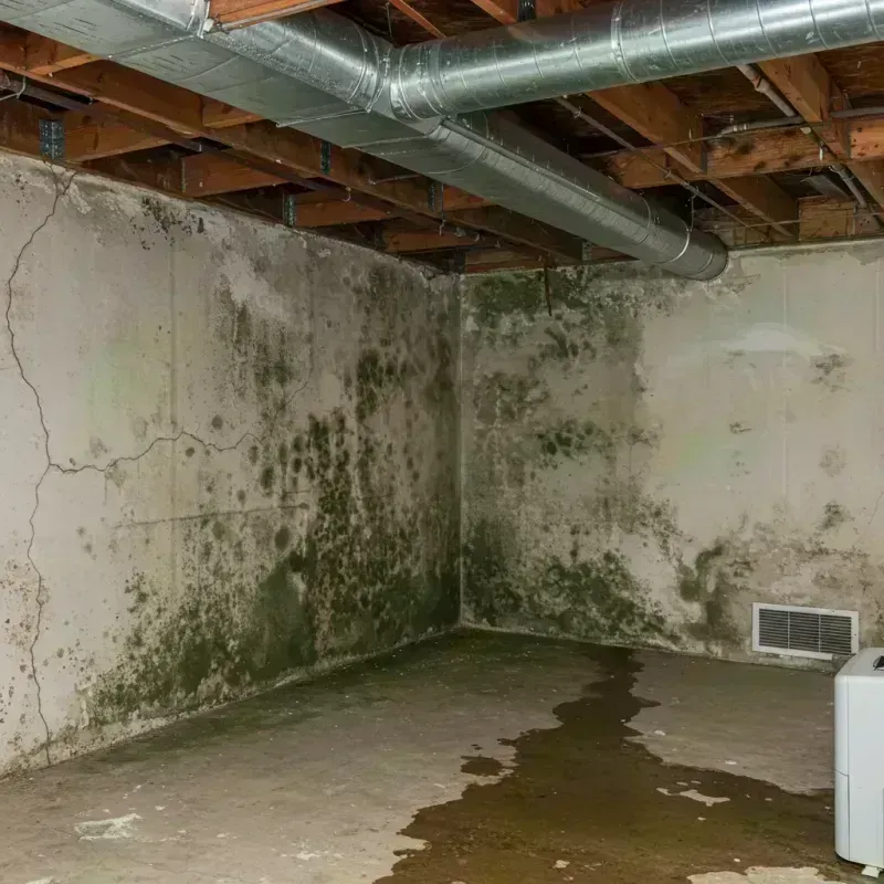 Professional Mold Removal in Pistakee Highlands, IL